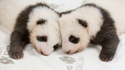 Knuffig: Die Panda-Babys beim ersten gemeinsamen Kuscheln.