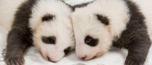 Knuffig: Die Panda-Babys beim ersten gemeinsamen Kuscheln.