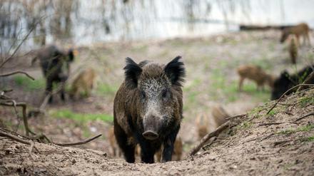 Schwein gehabt: Auch in den Waldgebieten von Tegel lassen sich Wildschweine antreffen.