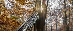 Im Buchenwald Grumsin