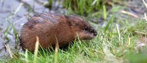 Bisams pflanzen sich fast das ganze Jahr über fort. Dadurch werden sie in Brandenburg zur Plage.