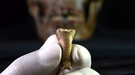 Die Adlerzehe aus der Foradada-Höhle weist deutliche Kerben auf.