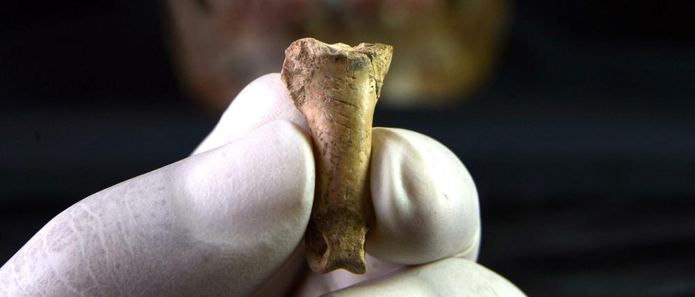 Die Adlerzehe aus der Foradada-Höhle weist deutliche Kerben auf.
