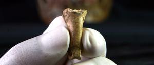 Die Adlerzehe aus der Foradada-Höhle weist deutliche Kerben auf.