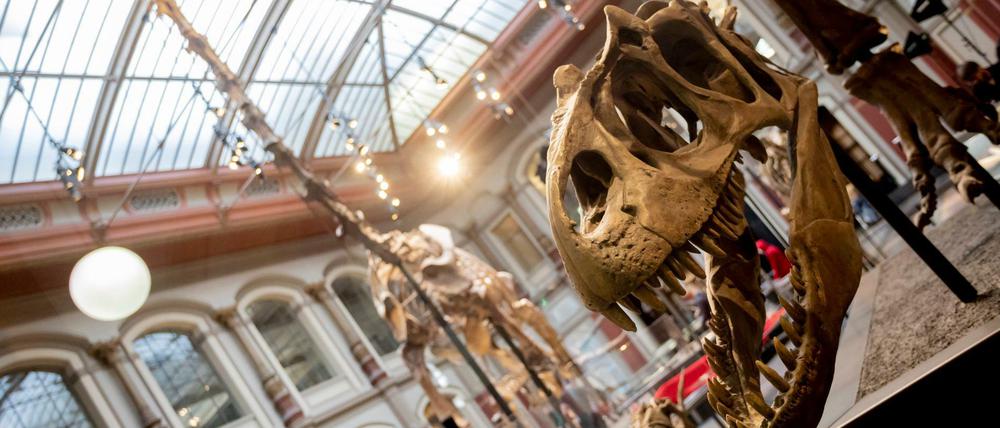 Der Schädel eines Allosaurus ist im Berliner Naturkundemuseum ausgestellt.