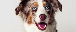 Quotenhündin. Hoonah konnte nichts dafür, dass sie im Freitagsfilm der ARD als Therapiehündin Käthe alle Fellstreichler vor den Fernseher ziehen sollte.