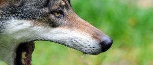 Wölfin Lena zeigt in ihrem Gehege im Wildpark Eekholt ihr Gebiss.