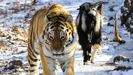 Der sibirische Tiger Amur und sein Gefährte, Ziegenbock Timur (Archiv).