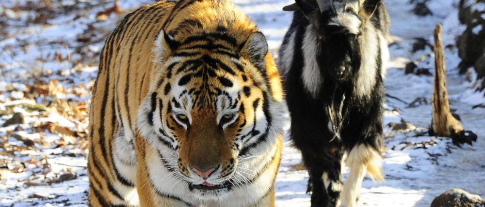 Der sibirische Tiger Amur und sein Gefährte, Ziegenbock Timur (Archiv).