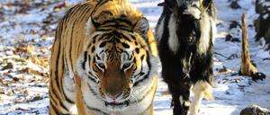 Der sibirische Tiger Amur und sein Gefährte, Ziegenbock Timur (Archiv).