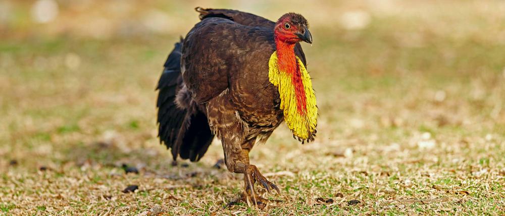 Das Buschhuhn. Der gelbe Kehlsack schwillt beim Männchen in der Paarungszeit an.