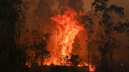 Gewaltige Feuer wüten derzeit in Australien.