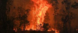 Gewaltige Feuer wüten derzeit in Australien.