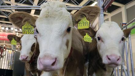 Ein Kalb kostet inzwischen nur noch durchschnittlich 8,49 Euro. Teilweise wurden sie sogar für nur einen Euro verkauft. 