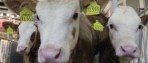 Ein Kalb kostet inzwischen nur noch durchschnittlich 8,49 Euro. Teilweise wurden sie sogar für nur einen Euro verkauft. 
