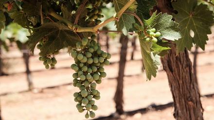 Weinrebe in einer israelischen Siedlung im Schilo-Tal nordöstlich von Ramallah