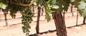 Weinrebe in einer israelischen Siedlung im Schilo-Tal nordöstlich von Ramallah