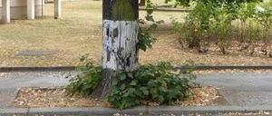 Baumscheibe in Berlin.