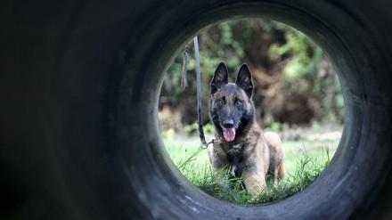 Ein Belgischer Schäferhund, der als Polizeihund eingesetzt wird. (Archivbild)