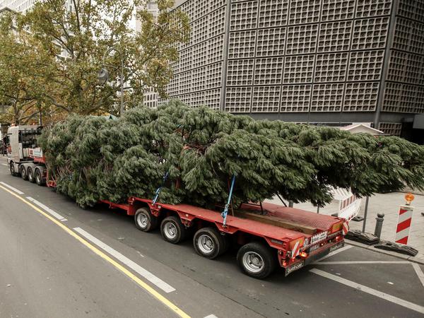 Der Weihnachtsbaum für den 36. Weihnachtsmarkt an der Gedächtnis-Kirche kommt auf einem Sattelschlepper aus Rudow.