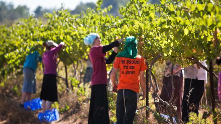 Wein aus Siedlungen im Westjordanland soll besonders gekennzeichnet werden.