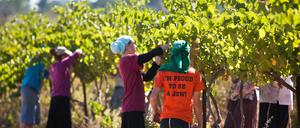 Wein aus Siedlungen im Westjordanland soll besonders gekennzeichnet werden.