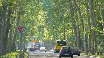 Puschkinallee mit Autos und grün belaubten Bäumen im Sommer.