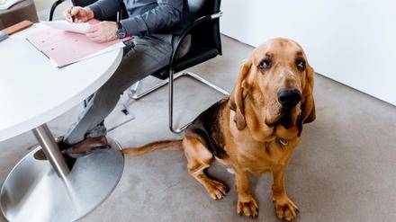 Arbeitnehmer dürfen ihren Hund nicht ohne Einwilligung des Chefs mit zur Arbeit bringen.