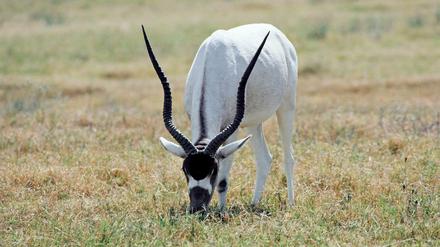 Ihr natürlicher Lebensraum ist die Wüste auf dem afrikanischen Kontinent: die Addax-Antilope.