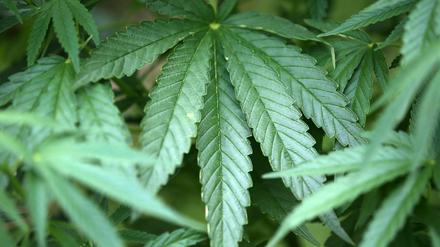 Hanf-Pflanzen (Cannabis) kann man rauchen. Viele nutzen sie als kreativen Ansporn. CDU-Politiker machen das offensichtlich nicht.