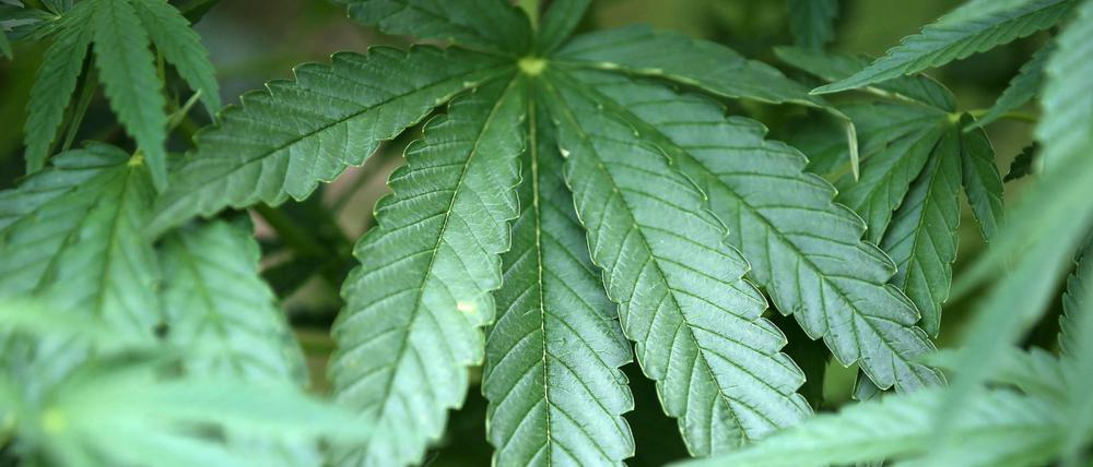 Hanf-Pflanzen (Cannabis) kann man rauchen. Viele nutzen sie als kreativen Ansporn. CDU-Politiker machen das offensichtlich nicht.