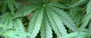 Hanf-Pflanzen (Cannabis) kann man rauchen. Viele nutzen sie als kreativen Ansporn. CDU-Politiker machen das offensichtlich nicht.