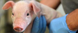 Ein Ferkel wird in seinem Stall untersucht.