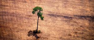 Ein Baum im abgeholzten Amazonasgebiet. 