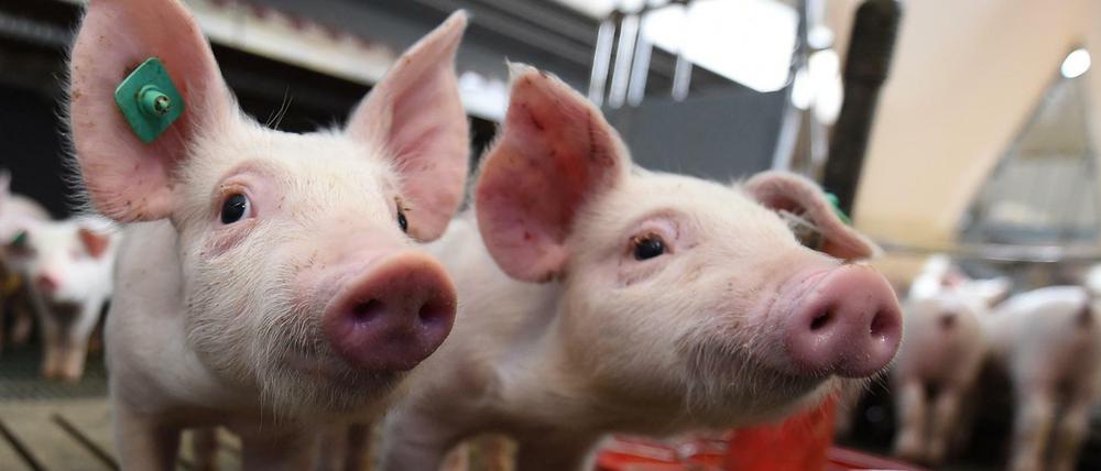 Die Würde des Schweins - "Peta" legte im Namen der Tiere Verfassungsbeschwerde in Karlsruhe ein.