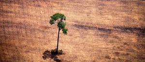 Einsamer Baum in einer abgeholzten Gegend Brasiliens, fotografiert bei einem Amazonas-Überflug von Greenpeace.