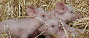 Männliche Ferkel werden häufig wenige Tage nach der Geburt kastriert. 