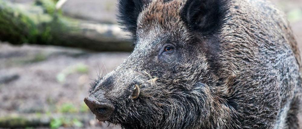 Die Zahl der mit der Afrikanischen Schweinepest infizierten Wildschweine ist auf 20 angestiegen.