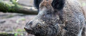 Die Zahl der mit der Afrikanischen Schweinepest infizierten Wildschweine ist auf 20 angestiegen.