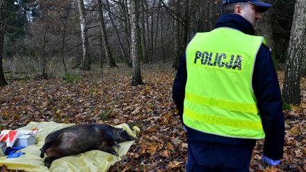 Dieses Bild stammt von einer Übung der Behörden in Polen für das Auftreten der Schweinepest. Die Bedrohung ist derzeit real.