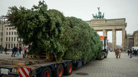 Der diesjährige Weihnachtsbaum für den Pariser Platz liegt auf einem Schwerlasttransporter vor dem Brandenburger Tor. 