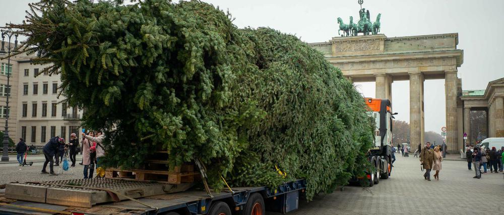 Der diesjährige Weihnachtsbaum für den Pariser Platz liegt auf einem Schwerlasttransporter vor dem Brandenburger Tor. 