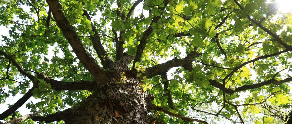 Berliner Baum von unten in die Krone geschaut.