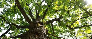 Berliner Baum von unten in die Krone geschaut.