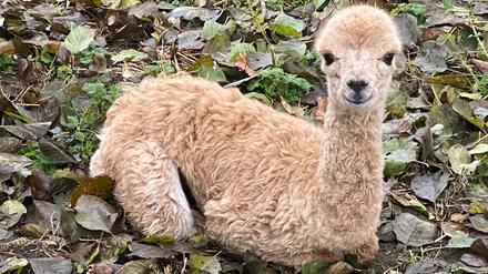 Das Alpaka-Baby aus dem Streichelzoo in Burg. Von dem Alpaka-Mädchen fehle seit vergangenem Samstag jede Spur