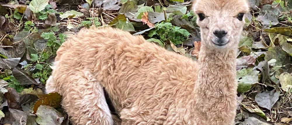 Das Alpaka-Baby aus dem Streichelzoo in Burg. Von dem Alpaka-Mädchen fehle seit vergangenem Samstag jede Spur