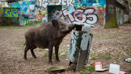 Hungriges Maul: Dieses Wildschwein war in Tegel auf Futtersuche.