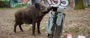 Hungriges Maul: Dieses Wildschwein war in Tegel auf Futtersuche.