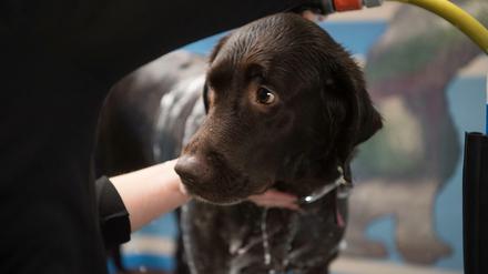 Auf den Hund gekommen. Die gestohlenen Welpen sollten gewinnbringend verkauft werden. 