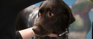 Auf den Hund gekommen. Die gestohlenen Welpen sollten gewinnbringend verkauft werden. 